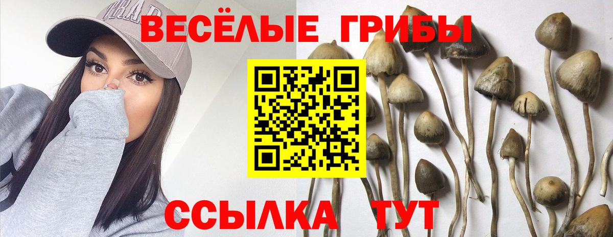 Галлюциногенные грибы мухоморы  Вход с VPN  Кингисепп 